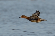 Wigeon